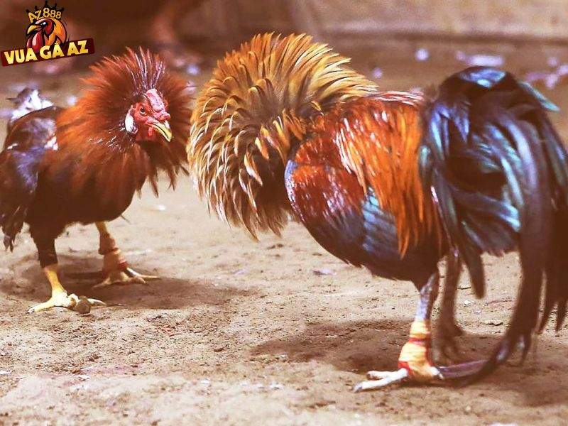Cập nhật nhiều tin tức liên quan đến đá gà Cập nhật nhiều tin tức liên quan đến đá gà